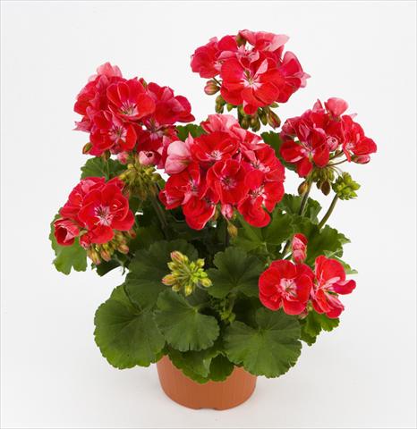 foto van een variëteit aan bloemen, te gebruiken als: Pot - en perkplant Pelargonium zonale Dark Costa Brava Red With Eye