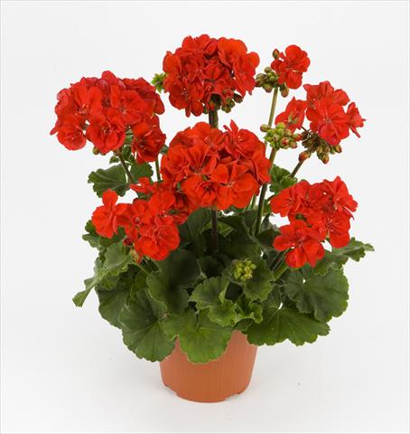 foto van een variëteit aan bloemen, te gebruiken als: Pot - en perkplant Pelargonium zonale Dark Costa Brava Red