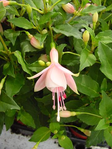 foto van een variëteit aan bloemen, te gebruiken als: Pot - en perkplant Fuchsia Diva™ Bridal Pink
