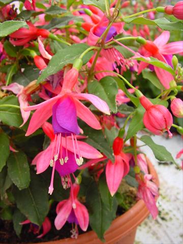 foto van een variëteit aan bloemen, te gebruiken als: Pot - en perkplant Fuchsia Diva™ Rose/Purple