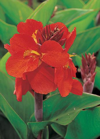foto van een variëteit aan bloemen, te gebruiken als: Pot - en perkplant Canna hybrida Tropical Red