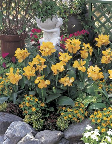 foto van een variëteit aan bloemen, te gebruiken als: Perkplant, potplant of korfplant Canna hybrida Tropical Yellow