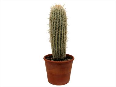 foto van een variëteit aan bloemen, te gebruiken als: Pot Cactus Espostoa lanata