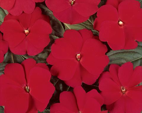 foto van een variëteit aan bloemen, te gebruiken als: Pot - en perkplant Impatiens hawkerii Divine Cherry Red