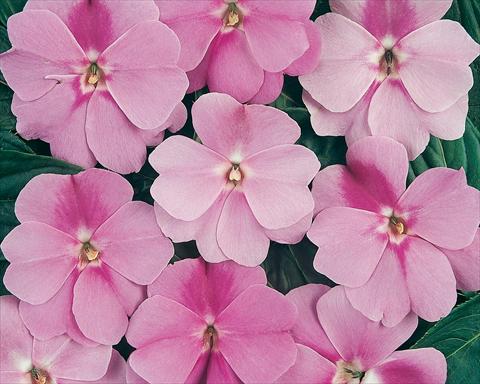 foto van een variëteit aan bloemen, te gebruiken als: Pot - en perkplant Impatiens hawkerii Divine Lavender
