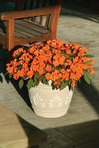 foto van een variëteit aan bloemen, te gebruiken als: Pot - en perkplant Impatiens hawkerii Divine Orange