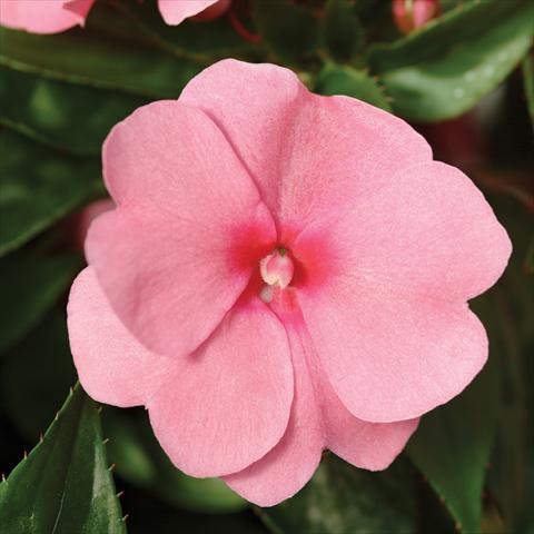 foto van een variëteit aan bloemen, te gebruiken als: Pot - en perkplant Impatiens hawkerii Divine Pink