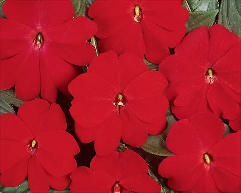 foto van een variëteit aan bloemen, te gebruiken als: Pot - en perkplant Impatiens hawkerii Divine Scarlet Red