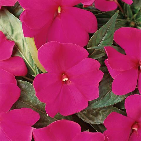 foto van een variëteit aan bloemen, te gebruiken als: Pot - en perkplant Impatiens hawkerii Divine Violet