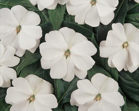 foto van een variëteit aan bloemen, te gebruiken als: Pot - en perkplant Impatiens hawkerii Divine White