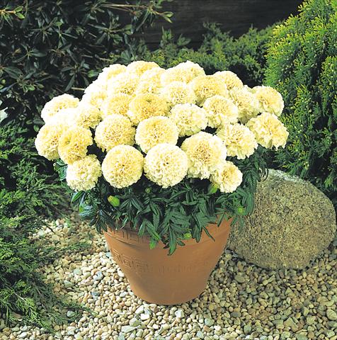 foto van een variëteit aan bloemen, te gebruiken als: Perkplant / Borders Tagetes erecta Marigold Vanilla