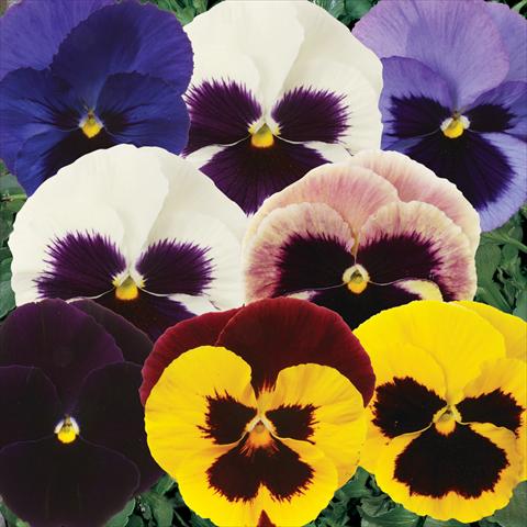 foto van een variëteit aan bloemen, te gebruiken als: Pot - en perkplant Viola wittrockiana Matrix Blotch Mixture