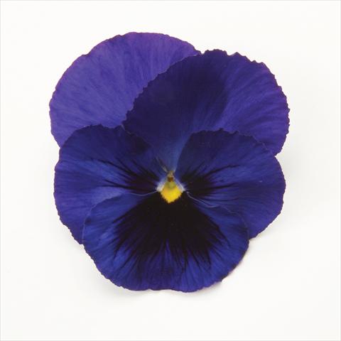 foto van een variëteit aan bloemen, te gebruiken als: Pot - en perkplant Viola wittrockiana Matrix Blue Blotch
