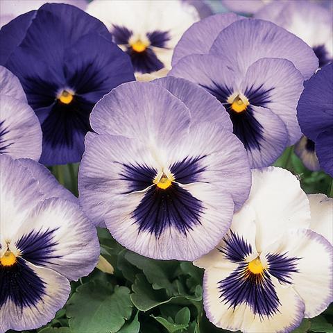 foto van een variëteit aan bloemen, te gebruiken als: Pot - en perkplant Viola wittrockiana Matrix Blue Frost