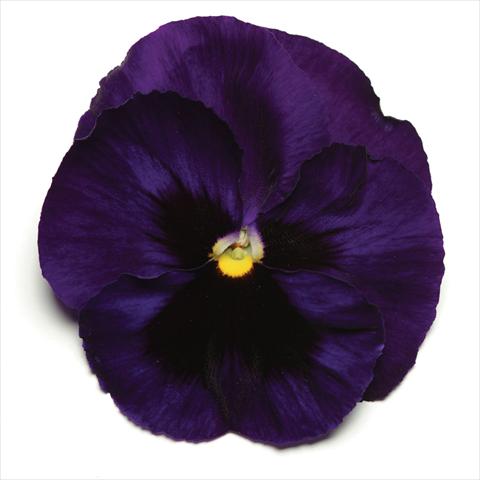 foto van een variëteit aan bloemen, te gebruiken als: Pot - en perkplant Viola wittrockiana Matrix Deep Blue Blotch