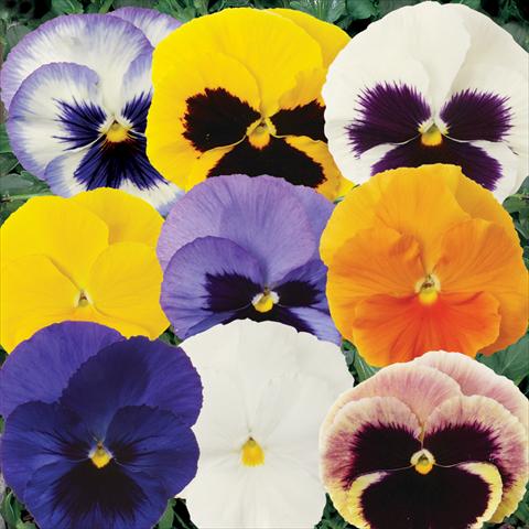 foto van een variëteit aan bloemen, te gebruiken als: Pot - en perkplant Viola wittrockiana Matrix Mixture