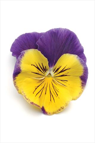 foto van een variëteit aan bloemen, te gebruiken als: Pot - en perkplant Viola wittrockiana Matrix Morpheus