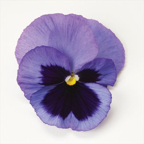 foto van een variëteit aan bloemen, te gebruiken als: Pot - en perkplant Viola wittrockiana Matrix Ocean