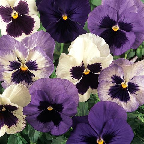 foto van een variëteit aan bloemen, te gebruiken als: Pot - en perkplant Viola wittrockiana Matrix Ocean Breeze Mix