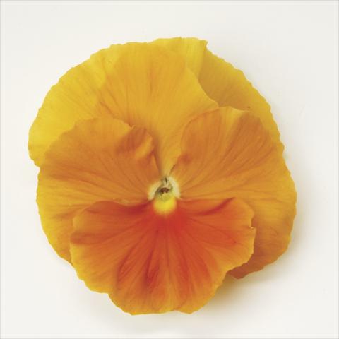 foto van een variëteit aan bloemen, te gebruiken als: Pot - en perkplant Viola wittrockiana Matrix Orange