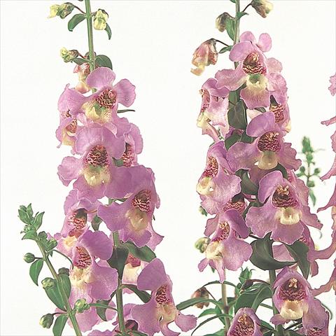 foto van een variëteit aan bloemen, te gebruiken als: Perkplant / Borders Angelonia angustifolia Serena™ Lavender