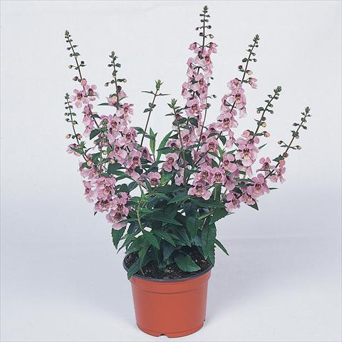 foto van een variëteit aan bloemen, te gebruiken als: Perkplant / Borders Angelonia angustifolia Serena™ Lavender Pink