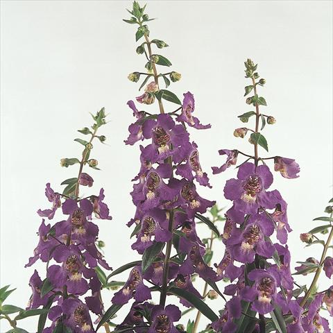 foto van een variëteit aan bloemen, te gebruiken als: Pot - en perkplant Angelonia angustifolia Serena™ Purple
