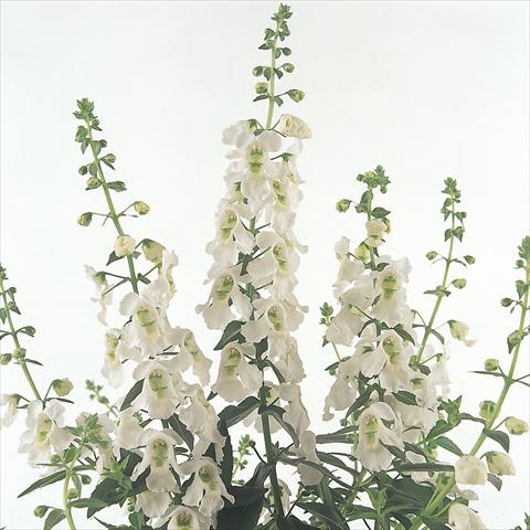 foto van een variëteit aan bloemen, te gebruiken als: Pot - en perkplant Angelonia angustifolia Serena™ White
