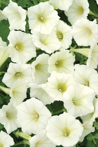 foto van een variëteit aan bloemen, te gebruiken als: Pot - en perkplant Petunia X hybrida Shock Wave Ivory