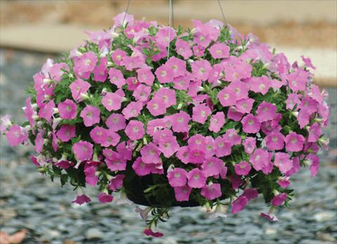 foto van een variëteit aan bloemen, te gebruiken als: Pot - en perkplant Petunia X hybrida Shock Wave Pink Shades