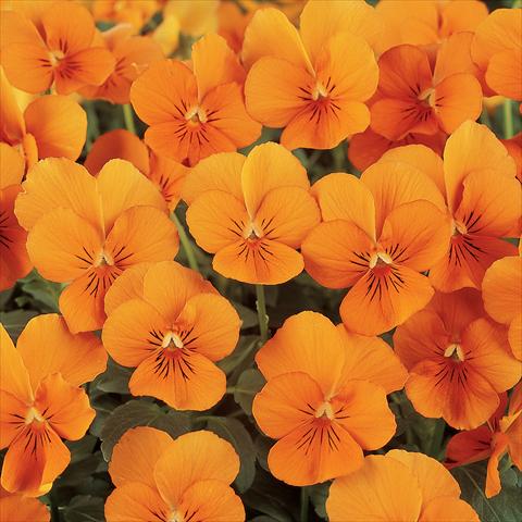 foto van een variëteit aan bloemen, te gebruiken als: Pot - en perkplant Viola cornuta Sorbet™ Deep Orange