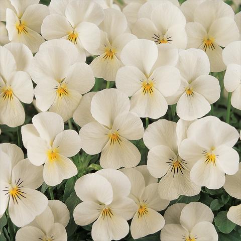 foto van een variëteit aan bloemen, te gebruiken als: Pot - en perkplant Viola cornuta Sorbet™ French Vanilla Improved
