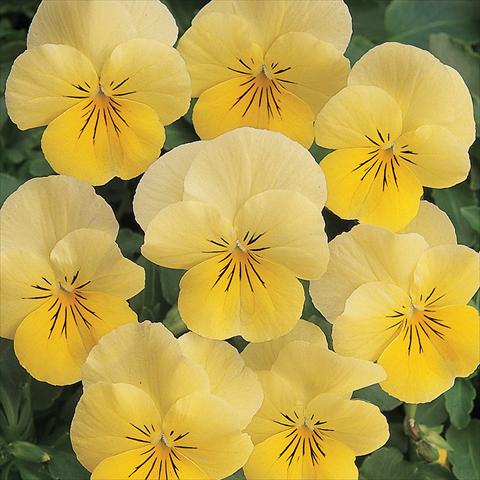 foto van een variëteit aan bloemen, te gebruiken als: Pot - en perkplant Viola cornuta Sorbet™ Lemon Chiffon Improved