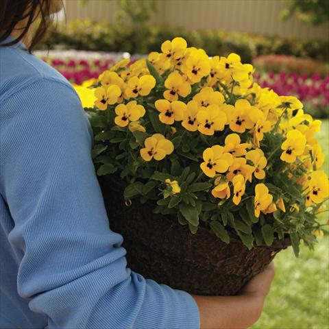 foto van een variëteit aan bloemen, te gebruiken als: Pot - en perkplant Viola cornuta Sorbet™ Yellow Babyface