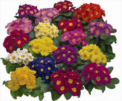 foto van een variëteit aan bloemen, te gebruiken als: Pot - en perkplant Primula acaulis, veris, vulgaris Danova