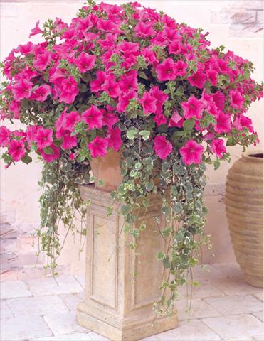 foto van een variëteit aan bloemen, te gebruiken als: Korf / Pot Petunia pendula Surfinia® Hot Pink
