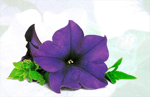 foto van een variëteit aan bloemen, te gebruiken als: Korf / Pot Petunia pendula Surfinia® Blu