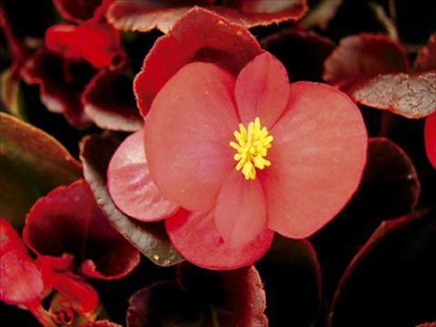 foto van een variëteit aan bloemen, te gebruiken als: Pot - en perkplant Begonia semperflorens Afrika