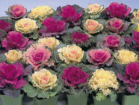 foto van een variëteit aan bloemen, te gebruiken als: Pot - en perkplant Brassica oleracea Brassica