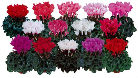 foto van een variëteit aan bloemen, te gebruiken als: Pot - en perkplant Cyclamen persicum Halios®