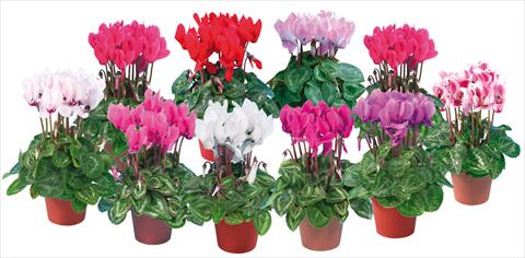 foto van een variëteit aan bloemen, te gebruiken als: Pot - en perkplant Cyclamen persicum mini Super Serie®s Compact Mix