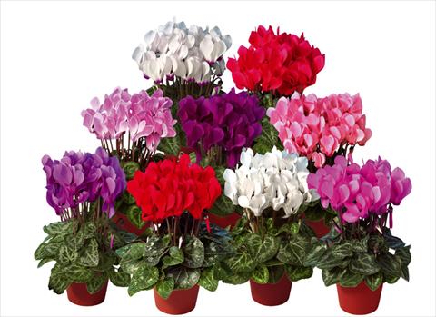 foto van een variëteit aan bloemen, te gebruiken als: Pot - en perkplant Cyclamen persicum mini Super Serie®s Mini Winter Mix