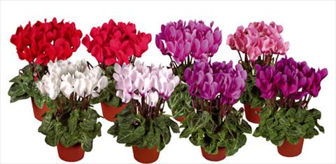 foto van een variëteit aan bloemen, te gebruiken als: Pot - en perkplant Cyclamen persicum mini Super Serie®s Verano Mix