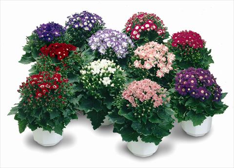 foto van een variëteit aan bloemen, te gebruiken als: Pot - en perkplant Senecium Cineraria Star Wars