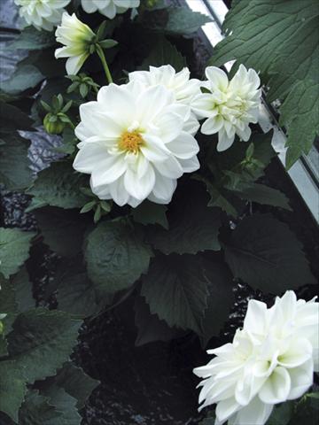 foto van een variëteit aan bloemen, te gebruiken als: Pot - en perkplant Dahlia Royal Dahlietta
