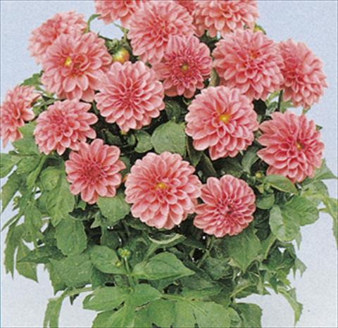 foto van een variëteit aan bloemen, te gebruiken als: Pot - en perkplant Dahlia Royal Dahlietta Emily