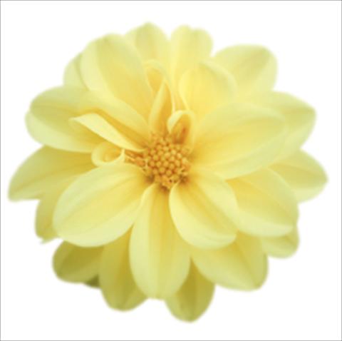 foto van een variëteit aan bloemen, te gebruiken als: Pot - en perkplant Dahlia Royal Dahlietta Margaret