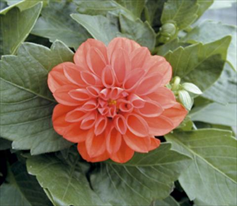 foto van een variëteit aan bloemen, te gebruiken als: Pot - en perkplant Dahlia Royal Dahlietta Rachel