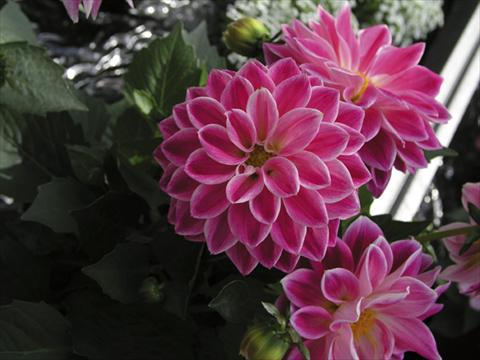 foto van een variëteit aan bloemen, te gebruiken als: Pot - en perkplant Dahlia Royal Dahlietta Red & Orange