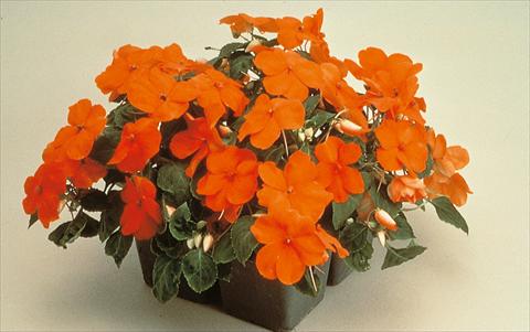 foto van een variëteit aan bloemen, te gebruiken als: Pot - en perkplant Impatiens walleriana Folletto Arancio